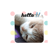 [LINEスタンプ] のんびりライカくん