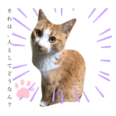 [LINEスタンプ] うるさくて、心に響く猫スタンプ