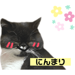 [LINEスタンプ] 私欲にまみれたぽこた