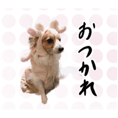 [LINEスタンプ] くるた＆ぺろ