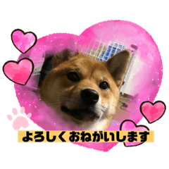 [LINEスタンプ] かわいい柴犬はなちゃん2