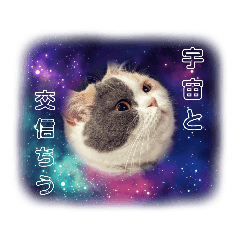 [LINEスタンプ] ちっちこスタンプ