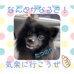 [LINEスタンプ] たつのり⑤