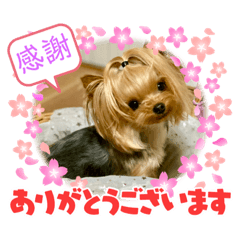 [LINEスタンプ] ヨーキーのマナちゃん②