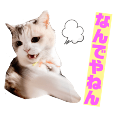 [LINEスタンプ] 三毛猫＆ワンちゃん デカ文字/敬語/派手文字