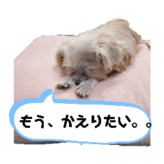 [LINEスタンプ] とあるおうちのAとP part2