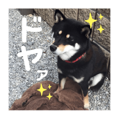 [LINEスタンプ] くろしばのちゃちゃ2