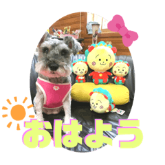 [LINEスタンプ] シナちゃんスタンプ♪