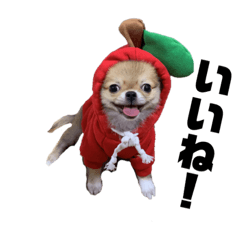 [LINEスタンプ] ポメチワのベイちゃん！