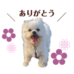 [LINEスタンプ] りんちゃんのあいさつ。(タメ語)
