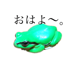 [LINEスタンプ] かえるが鳴く