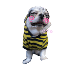 [LINEスタンプ] お兄さん家のわんわんず