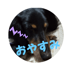 [LINEスタンプ] ぷよ〜写真集〜