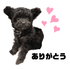 [LINEスタンプ] 子豆さん