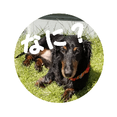 [LINEスタンプ] ぷよの写真集