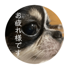 [LINEスタンプ] kocolita♡ロングコートチワワ④