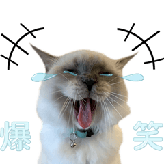 [LINEスタンプ] 愛猫ラグドール「ソフィア」のスタンプ