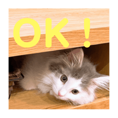 [LINEスタンプ] フレイヤの日常
