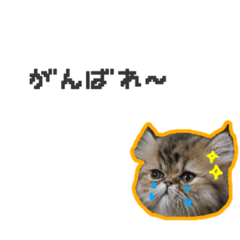 [LINEスタンプ] 桜心和のふきだしスタンプ