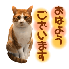 [LINEスタンプ] みんなのなかよし3人組