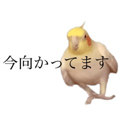 [LINEスタンプ] なーちゃんズ2