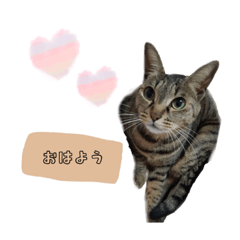 [LINEスタンプ] 可愛い我が家のネコちゃん
