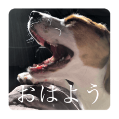 [LINEスタンプ] ビーグルのシェリー