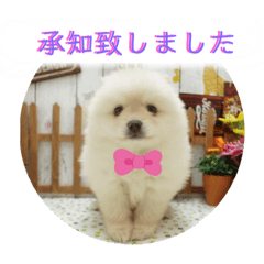 [LINEスタンプ] ポメラニアンまめししの敬語ver