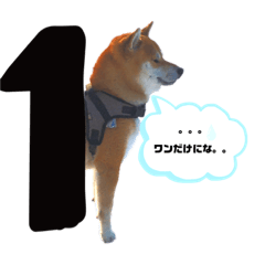 [LINEスタンプ] 柴犬ルイ君♡