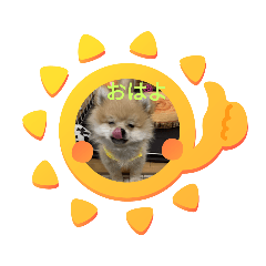[LINEスタンプ] ポメラニアンの観察日記シリーズ1Puppy編