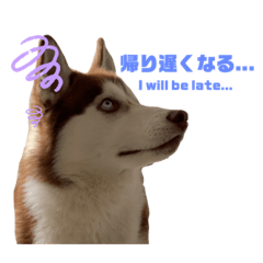 [LINEスタンプ] シベリアンハスキー ぽんじちゃん