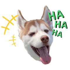 [LINEスタンプ] シベリアンハスキー ぽんずくん