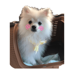 [LINEスタンプ] ポメラニアンさん(白ポメ)スタンプ