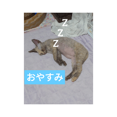 [LINEスタンプ] 猫犬の1日