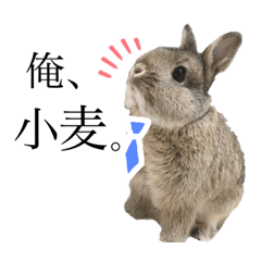 [LINEスタンプ] うさぎの小麦スタンプ