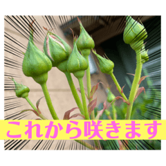 [LINEスタンプ] 花とねこからの励まし