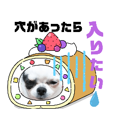 [LINEスタンプ] チワワの心菜☆言いにくい言葉、心菜が代弁