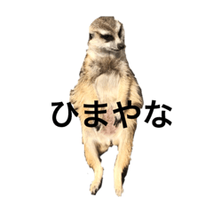 [LINEスタンプ] animal’s life