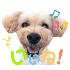 [LINEスタンプ] わんぱくトイプーの日常