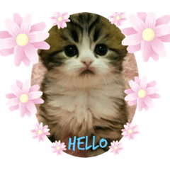 [LINEスタンプ] ねこちゃんスタンプNo.2