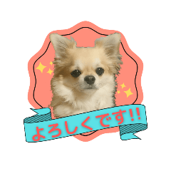 [LINEスタンプ] チワワのラズくんスタンプʚ♥ɞ