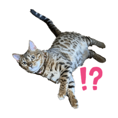 [LINEスタンプ] 吾輩は猫にゃん。