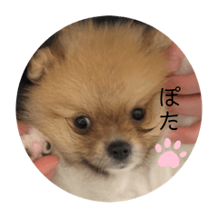 [LINEスタンプ] ぽたちゃんまん