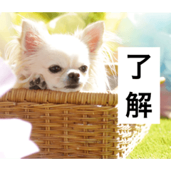 [LINEスタンプ] チワワのバニラとライチ2