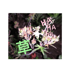 [LINEスタンプ] 草生えるスタンプ(物理的に)
