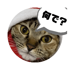[LINEスタンプ] うちのチャコの気持ち