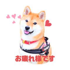 [LINEスタンプ] 柴犬くるみだよ