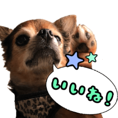 [LINEスタンプ] チワワの毎日可愛い日々