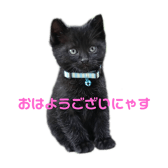 [LINEスタンプ] ニロスタンプ