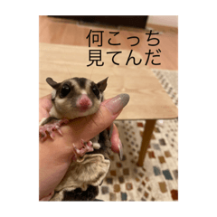 [LINEスタンプ] モモンガのむぎ